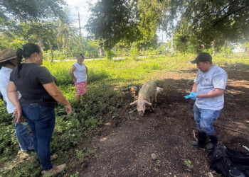 Jornada de vigilancia epidemiológica fortalece sanidad porcina en Escuintla