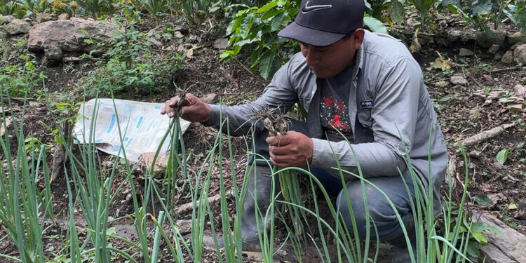 Mano a Mano fortalece la agricultura familiar de Jocotán