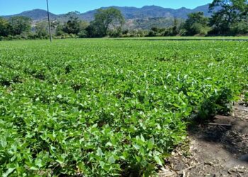 Monitorean 54 municipios por bajas temperaturas y lluvias de fin de semana