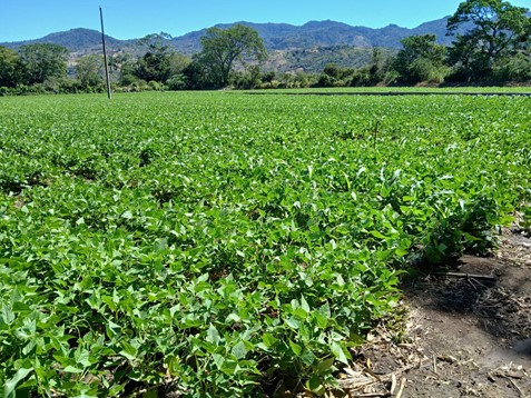 Monitorean 54 municipios por bajas temperaturas y lluvias de fin de semana