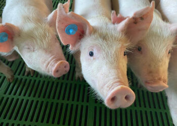 Monitorean granja porcina en Villa Nueva