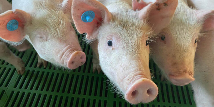 Monitorean granja porcina en Villa Nueva