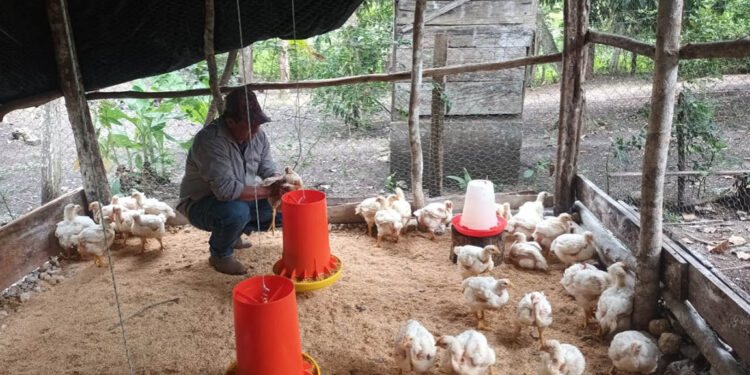 Monitoreo sanitario fortalece la producción avícola en Melchor de Mencos