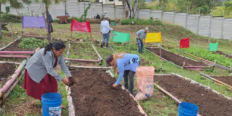 Nueva siembre fortalece huerto comunal en Esquipulas