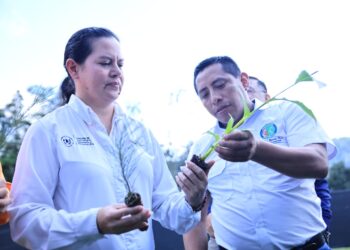 Procesos y técnicas innovadoras garantizan éxito de producción en Alta Verapaz