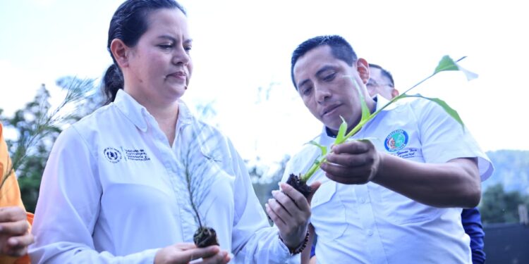 Procesos y técnicas innovadoras garantizan éxito de producción en Alta Verapaz