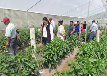 Productores de tomate de San Marcos se capacitan en técnicas de manejo de cultivo