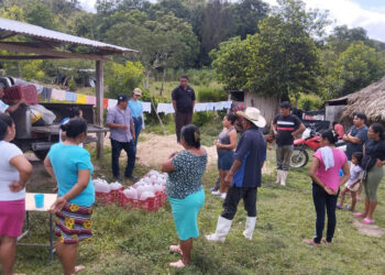 Productores peteneros reciben más de 200 mil alevines de tilapia