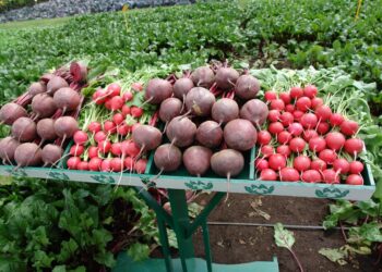 Promueven consumo y producción sostenible de frutas y verduras