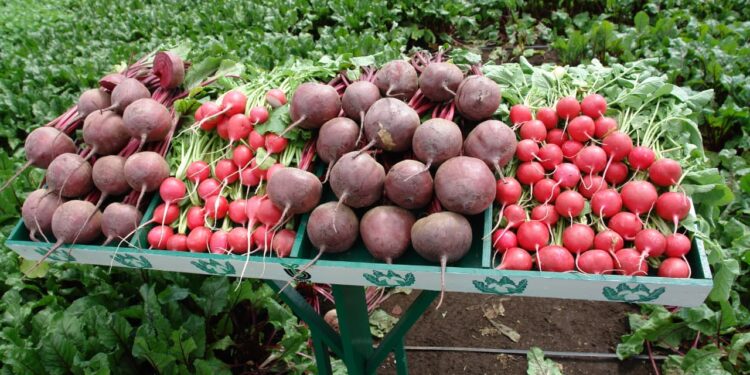 Promueven consumo y producción sostenible de frutas y verduras