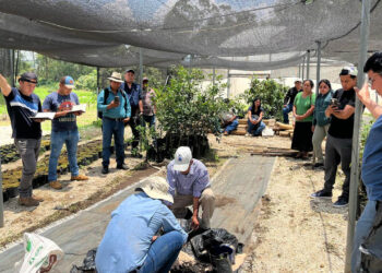 Promueven prácticas agrícolas sostenibles con uso de microorganismos de montaña