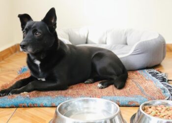 Proteger a las mascotas ante las intensas lluvias