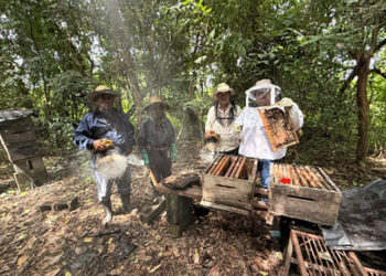 Realizan diagnóstico de patologías apícolas en apiarios de la Costa Sur