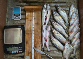 Realizan monitoreo biológico de pesca continental en Río Dulce, Izabal