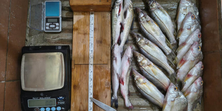 Realizan monitoreo biológico de pesca continental en Río Dulce, Izabal