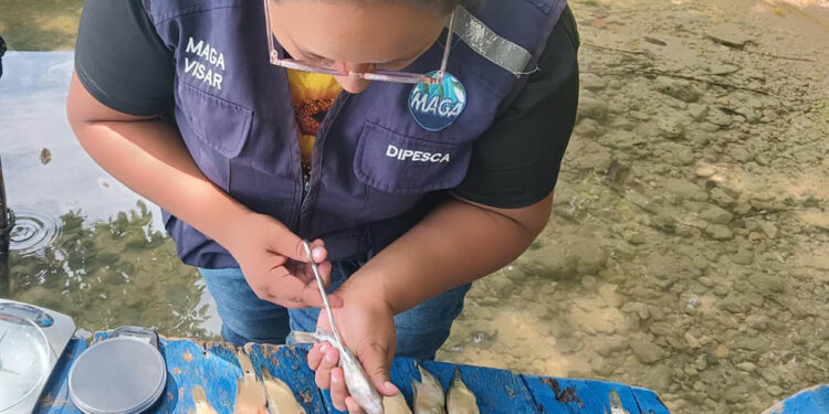 Realizan monitoreo biológico pesquero en distintos puntos del país