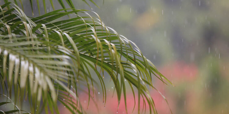 Refuerzan acciones estratégicas ante las lluvias