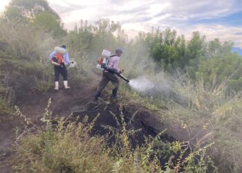 Refuerzan control biológico de la langosta voladora en Jutiapa