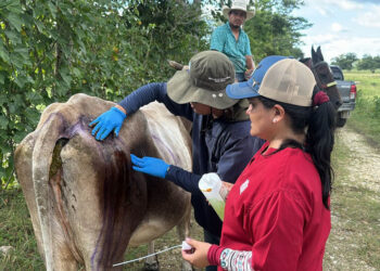 Refuerzan inspecciones y control pecuario para contener el Gusano Barrenador
