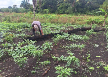 Se brinda asistencia técnica en huertos familiares en Petén