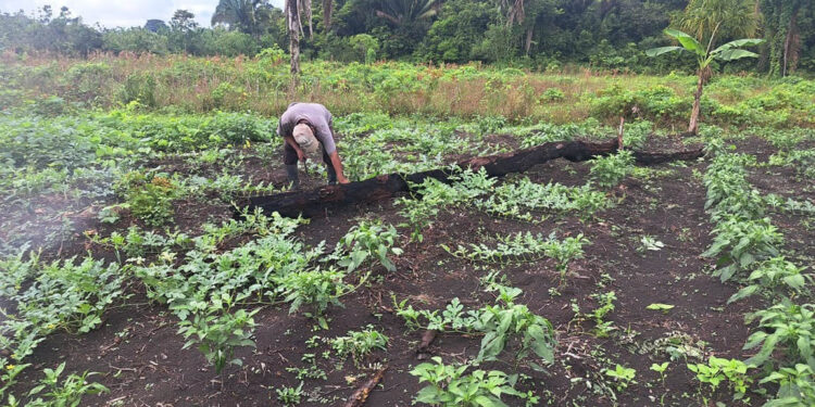 Se brinda asistencia técnica en huertos familiares en Petén