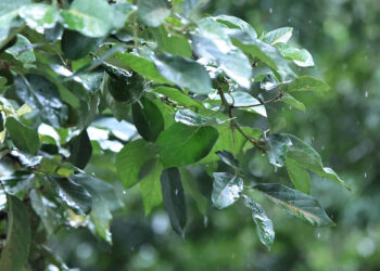 Se mantiene monitoreo agrometeorológico en 110 municipios por exceso de lluvias y riesgo agropecuario