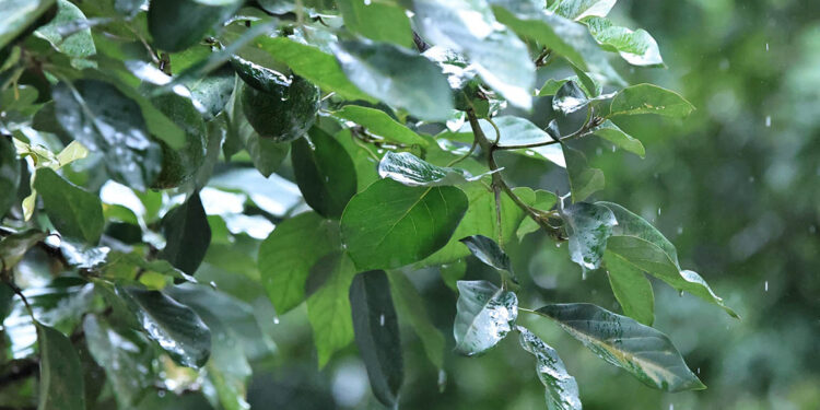 Se mantiene monitoreo agrometeorológico en 110 municipios por exceso de lluvias y riesgo agropecuario