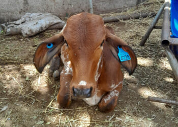 Sistema Nacional de Trazabilidad refuerza control sanitario en la producción pecuaria