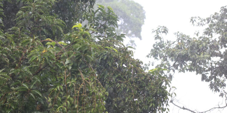 Lluvias incrementarán esta semana debido a sistemas de baja presión