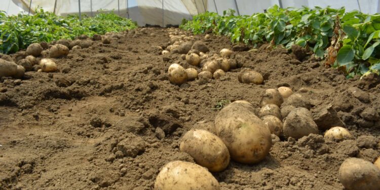 Un alimento esencial y recurso versátil en Guatemala