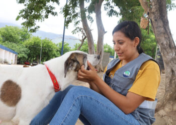 Un día para recordar que los animales también sienten