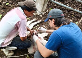 Intensifican acciones contra el Gusano Barrenador