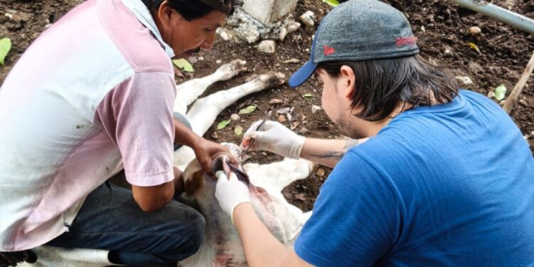 Intensifican acciones contra el Gusano Barrenador