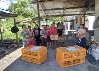 Entrega de gallinas ponedoras fortalece producción familiar en Santa Ana