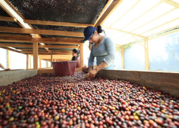 Café: motor del desarrollo rural de Guatemala