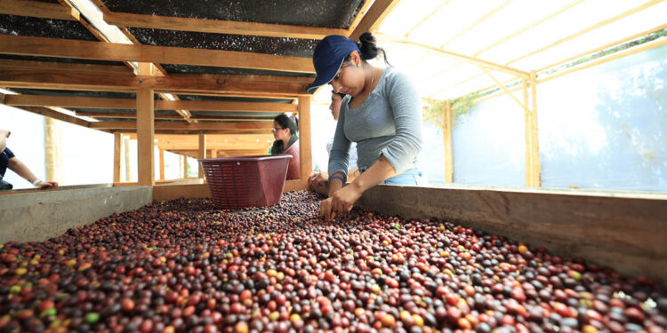 Café: motor del desarrollo rural de Guatemala