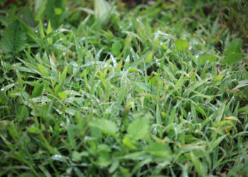 Ante el descenso de temperaturas se emiten recomendaciones para el sector agropecuario