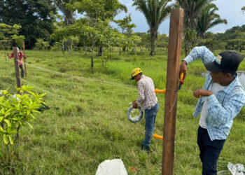 Avanza implementación del modelo de ganadería sostenible en Petén