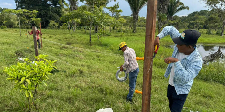 Avanza implementación del modelo de ganadería sostenible en Petén
