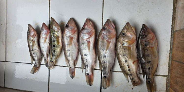 Avanza investigación del pez blanco en Petén