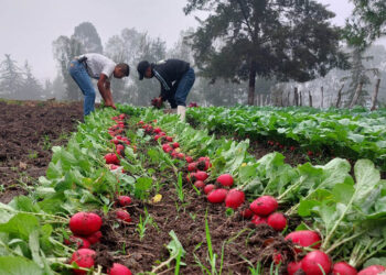 Brindan asistencia técnica para mantenimiento de huerto escolar