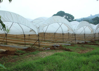 Descenso de temperaturas y vientos acelerados podrían afectar los cultivos esta semana