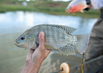 El cultivo de tilapia es una nueva oportunidad económica para las familias