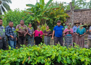 Entrega de plantas fortalece sistemas silvopastoriles en Petén