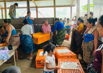 Entregan aves mejoradas a mujeres en Poptún
