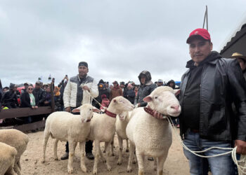 Feria del Cordero impulsa mejora genética en Huehuetenango