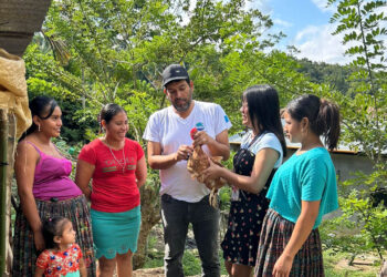 Fortalece la producción avícola con asistencia técnica en Poptún