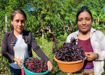 Fortalecen capacidades juveniles el desarrollo rural sostenible en Alta Verapaz