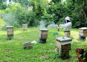 Fortalecen sanidad apícola en la comunidad Cruce a Dos Aguadas