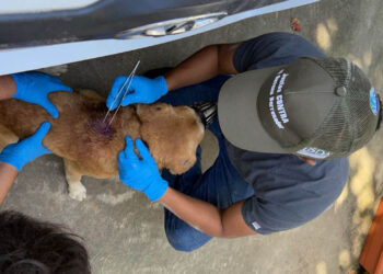 Impulsan acciones de vigilancia epidemiológica para control del Gusano Barrenador